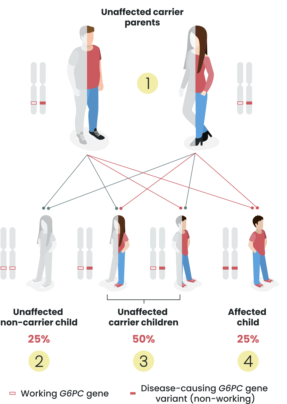 Infographic showing how genes are passed down from parent to child