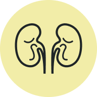 Kidneys icon