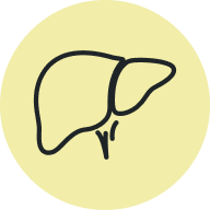 Liver icon